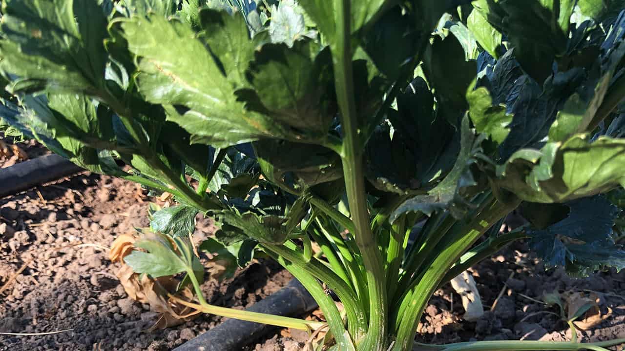 Chef's Garden Celeriac