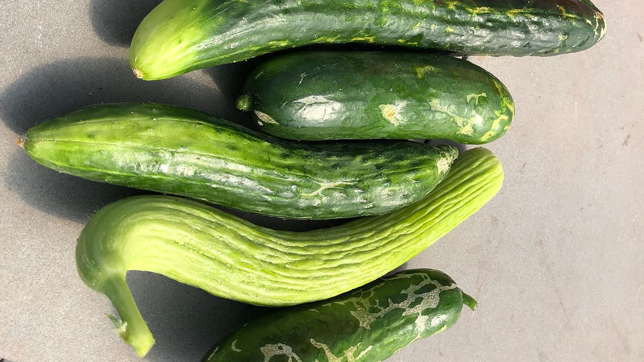 Chefs Garden Cucumbers