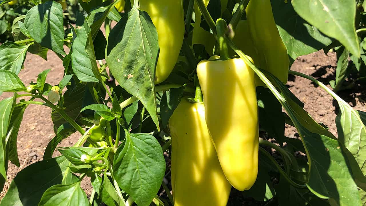 Chefs Garden Gypsy Peppers