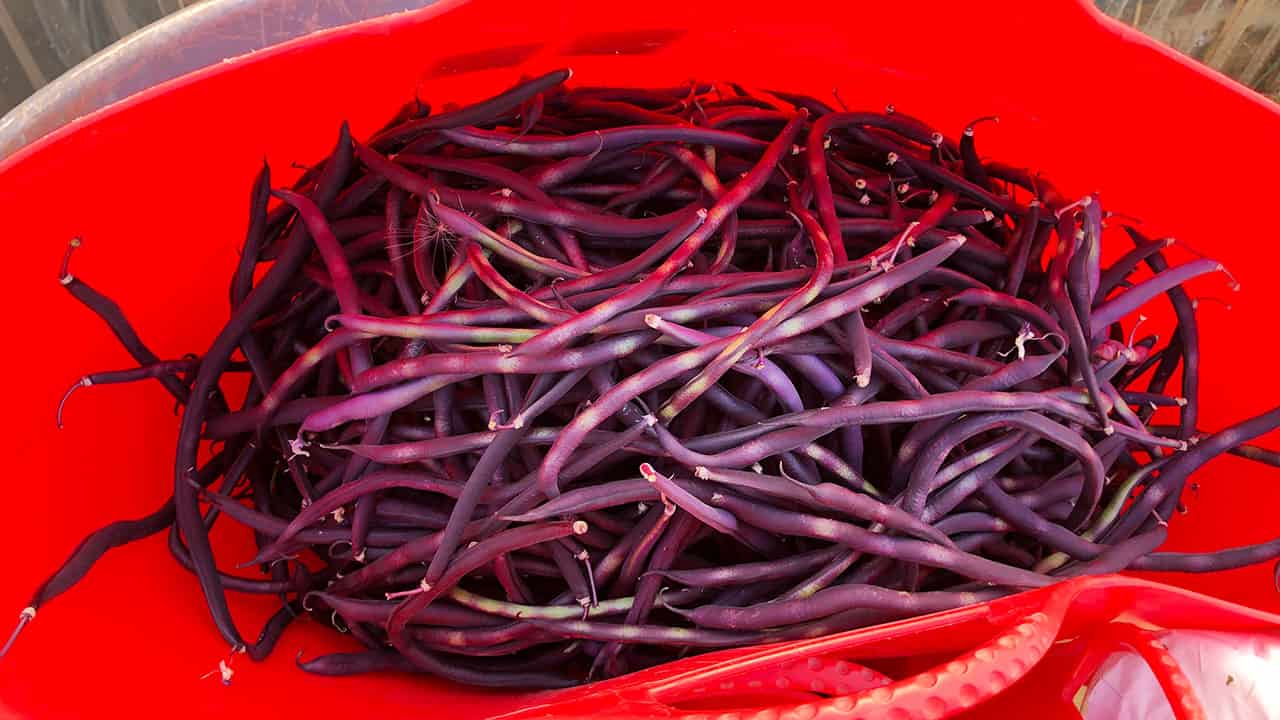 Chefs Garden Purple String Beans