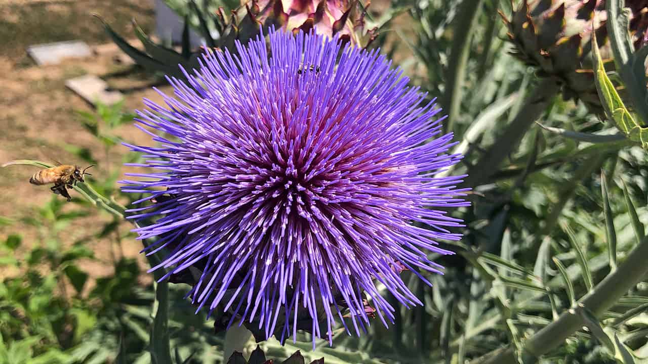 Chefs Garden Purple Thistle Flower