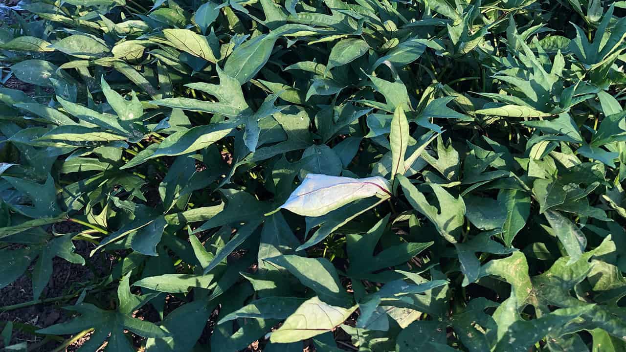 Chef's Garden Sweet Potato Leaves