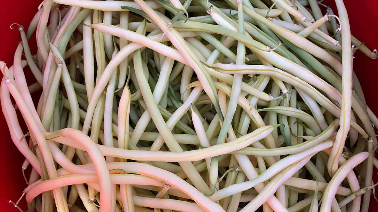 Chefs Garden Beans