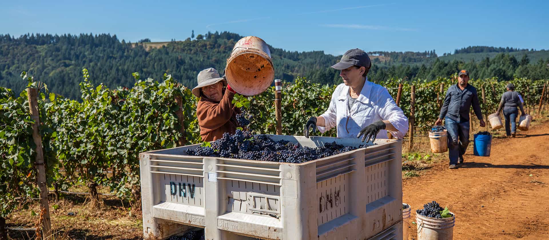Willamette Valley Harvest at Winderlea Vineyards