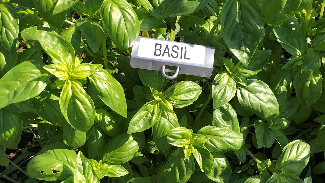 Chefs Garden Basil