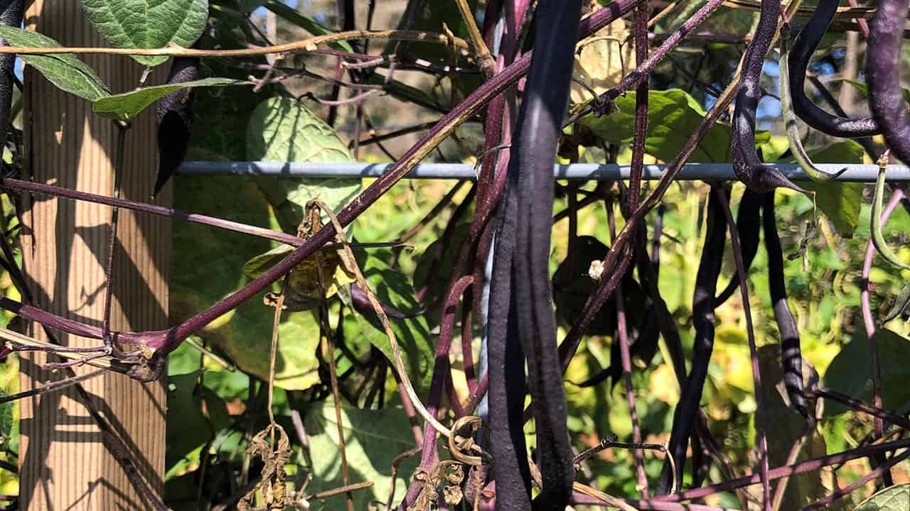 Chefs Garden Beans