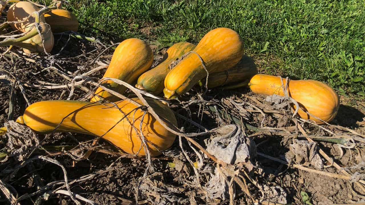 Chefs Garden Butternut Squash