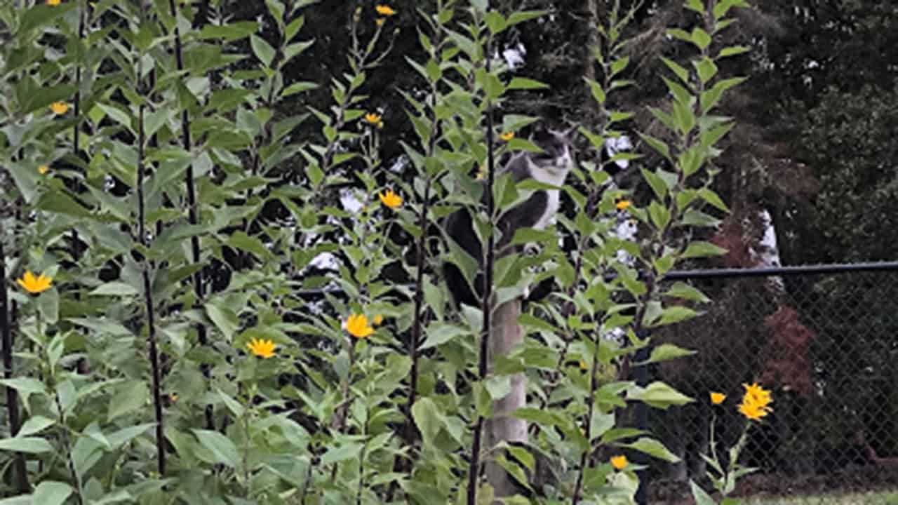 Garden Cat Hiding In Sunchoke Flowers In Chef's Garden