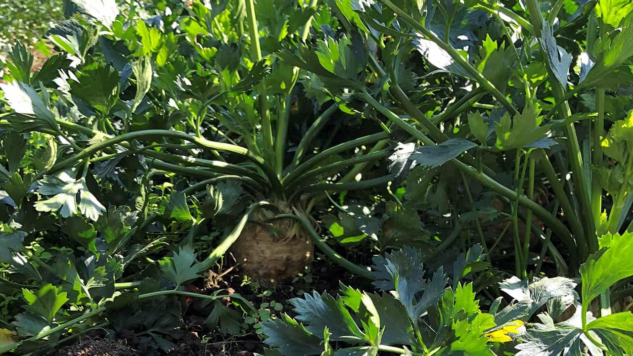 Chefs Garden Celeriac