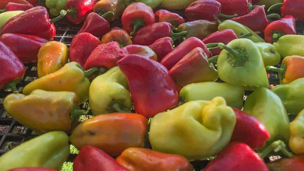 Chefs Garden Colorful Pepper Bounty