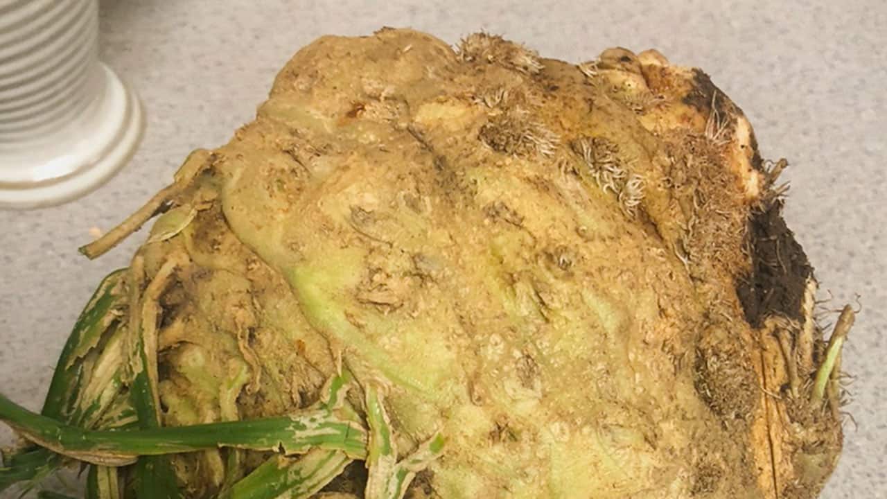 Giant Celeriac From Chefs Garden