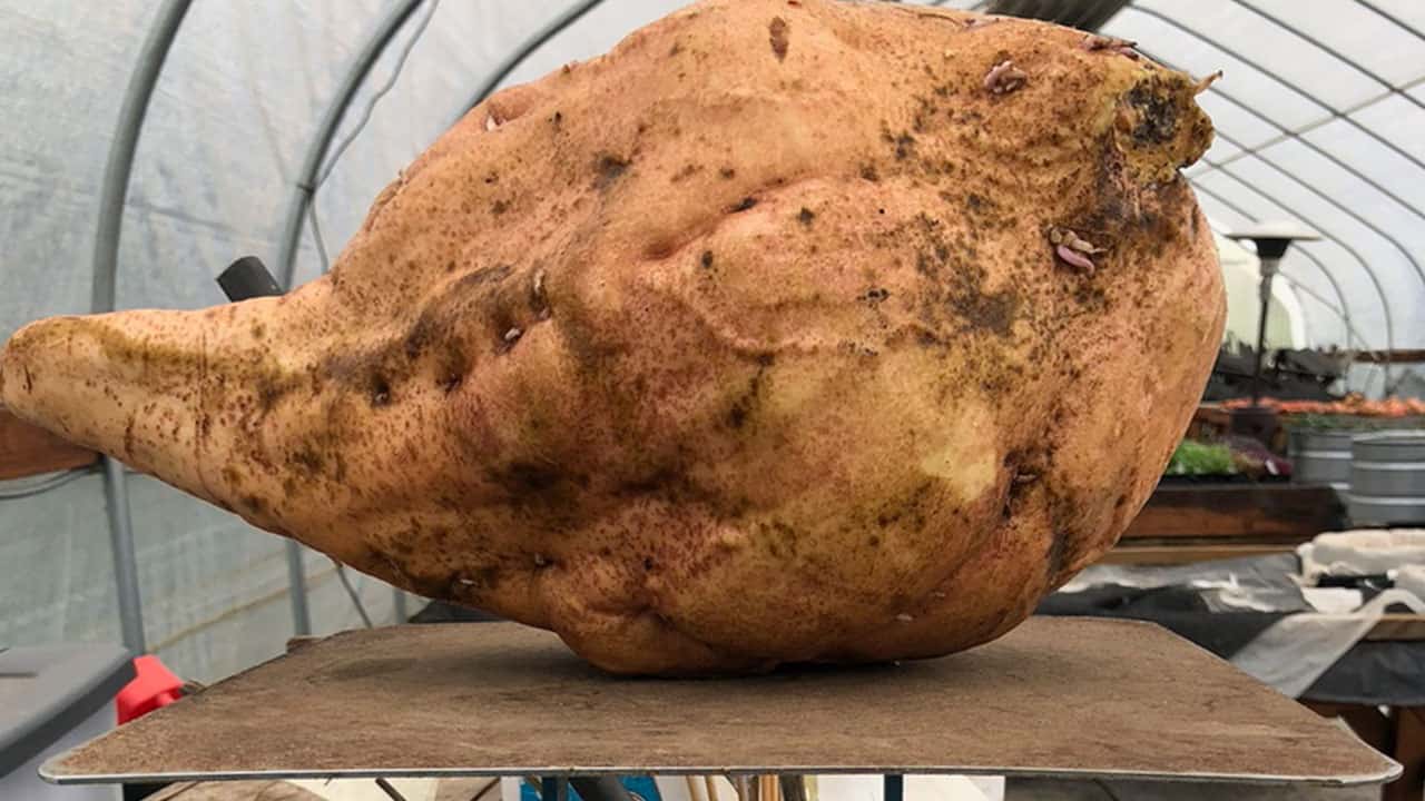 Giant Sweet Potato From Chefs Garden