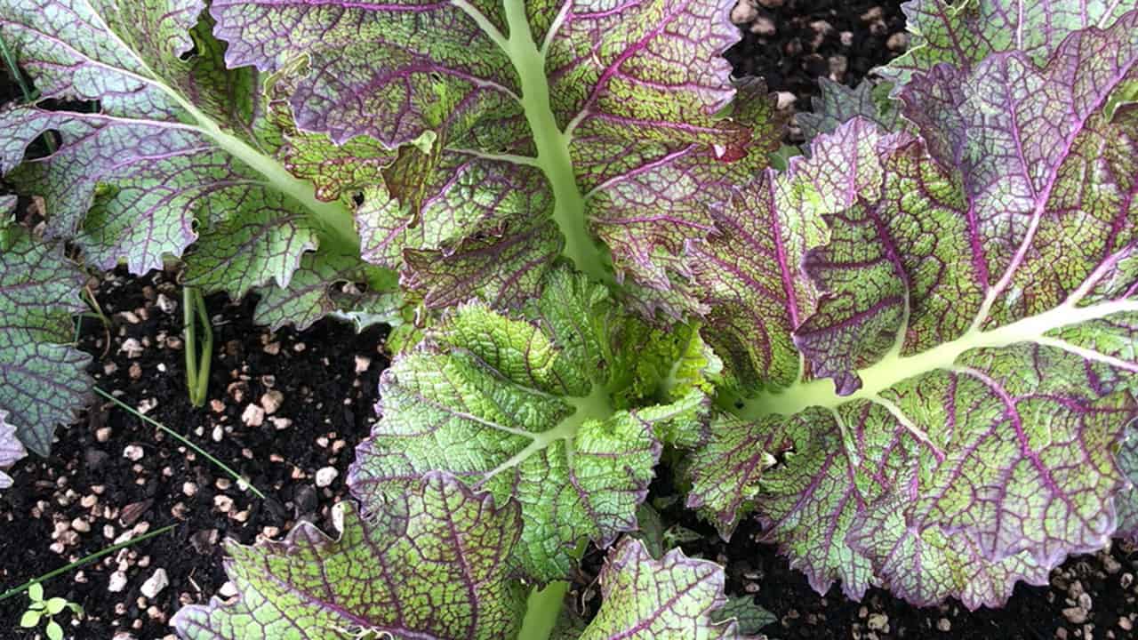 Dragon's Tongue Mustard Greens