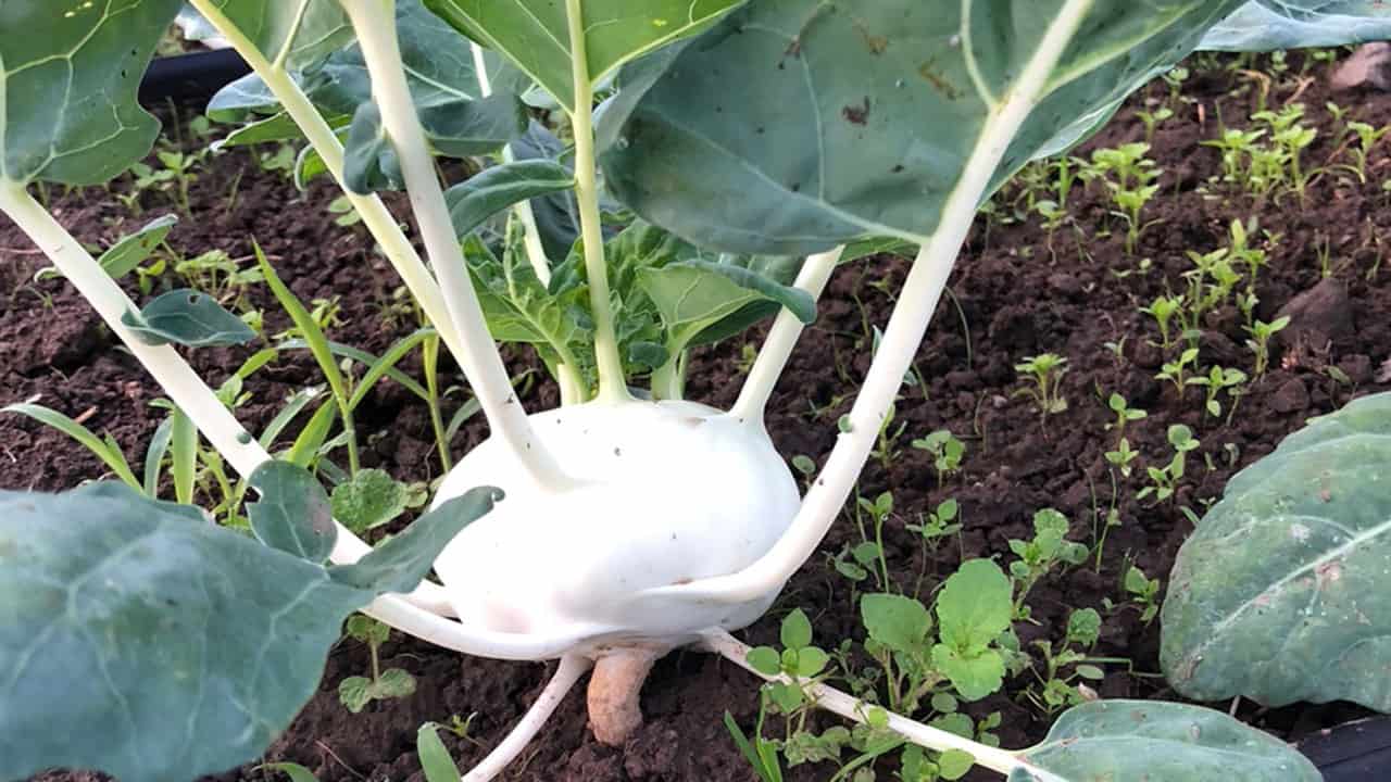 Chef's Garden Kohlrabi