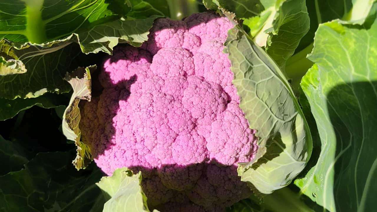 Purple Cauliflower From Chefs Garden