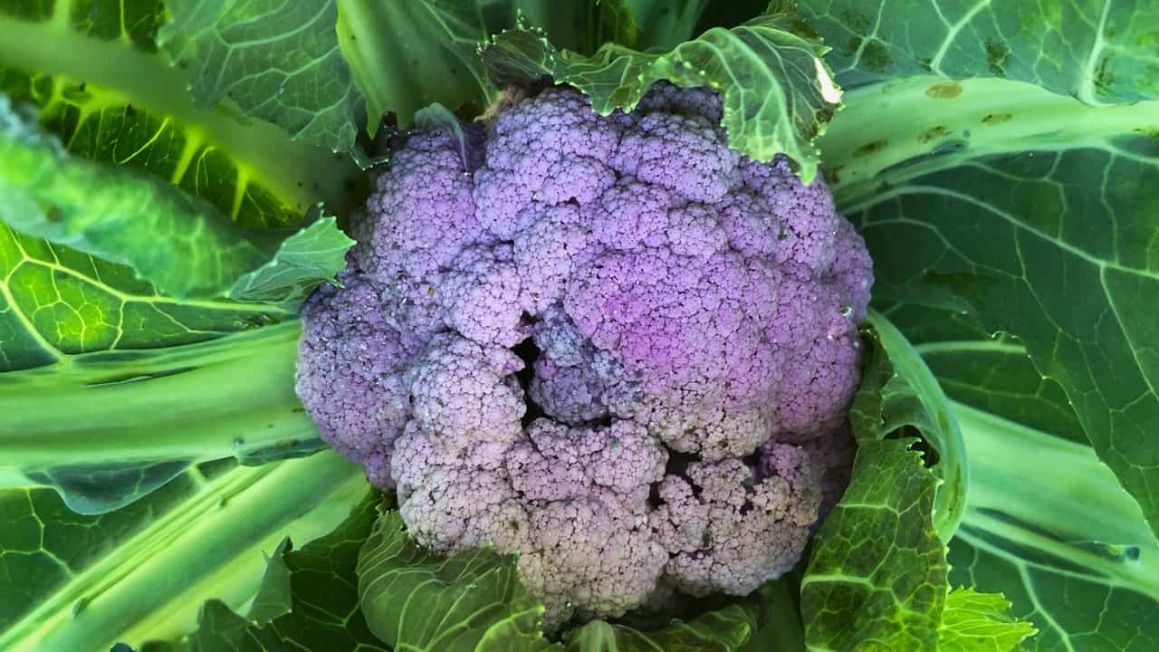 Chef's Garden Purple Cauliflower