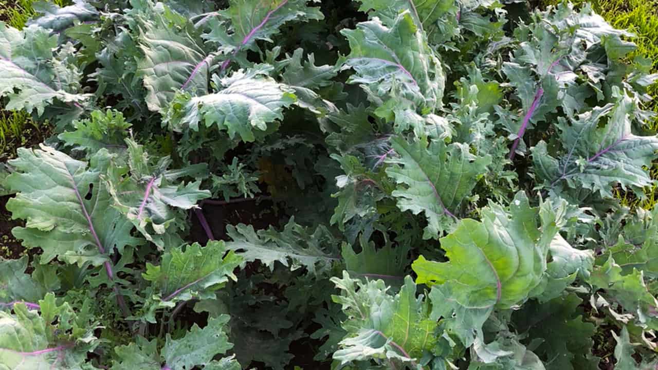 Chef's Garden Red Russian Kale