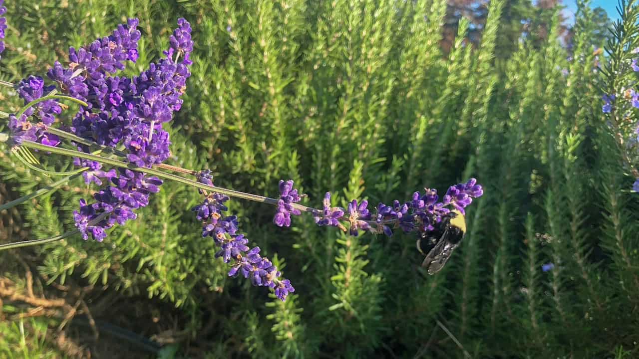 Blooming Lavender With Bumblebee
