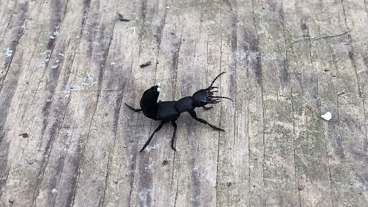 Devil's Coach Horse Beetle