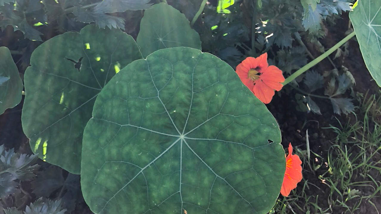 Nasturtium Leaves And Flowers