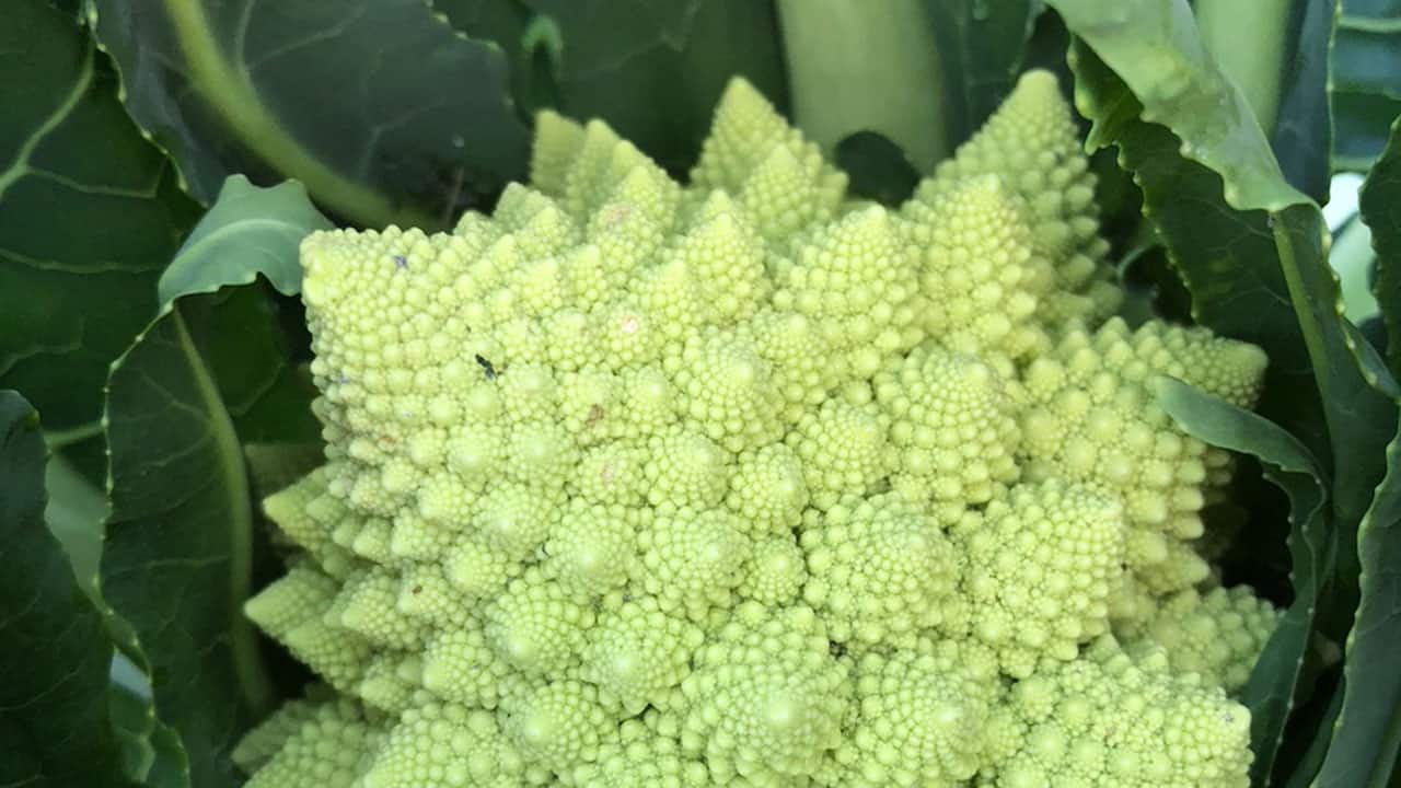 Romanesco
