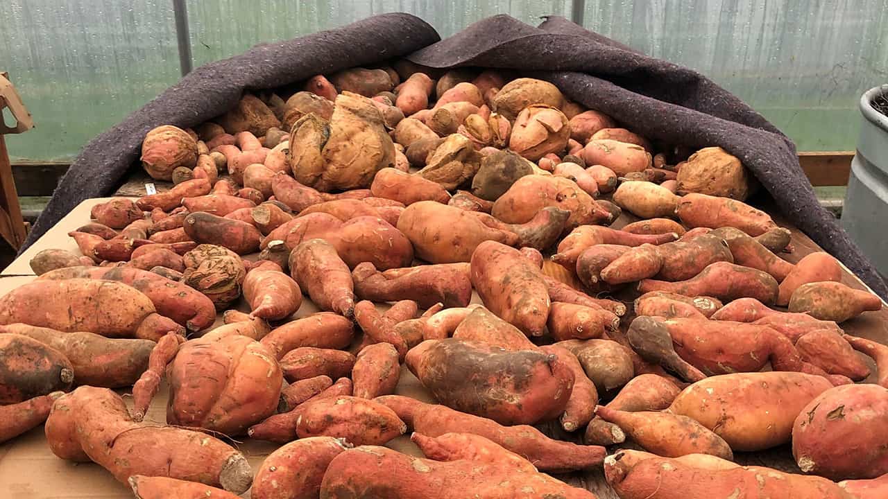 Sweet Potatoes