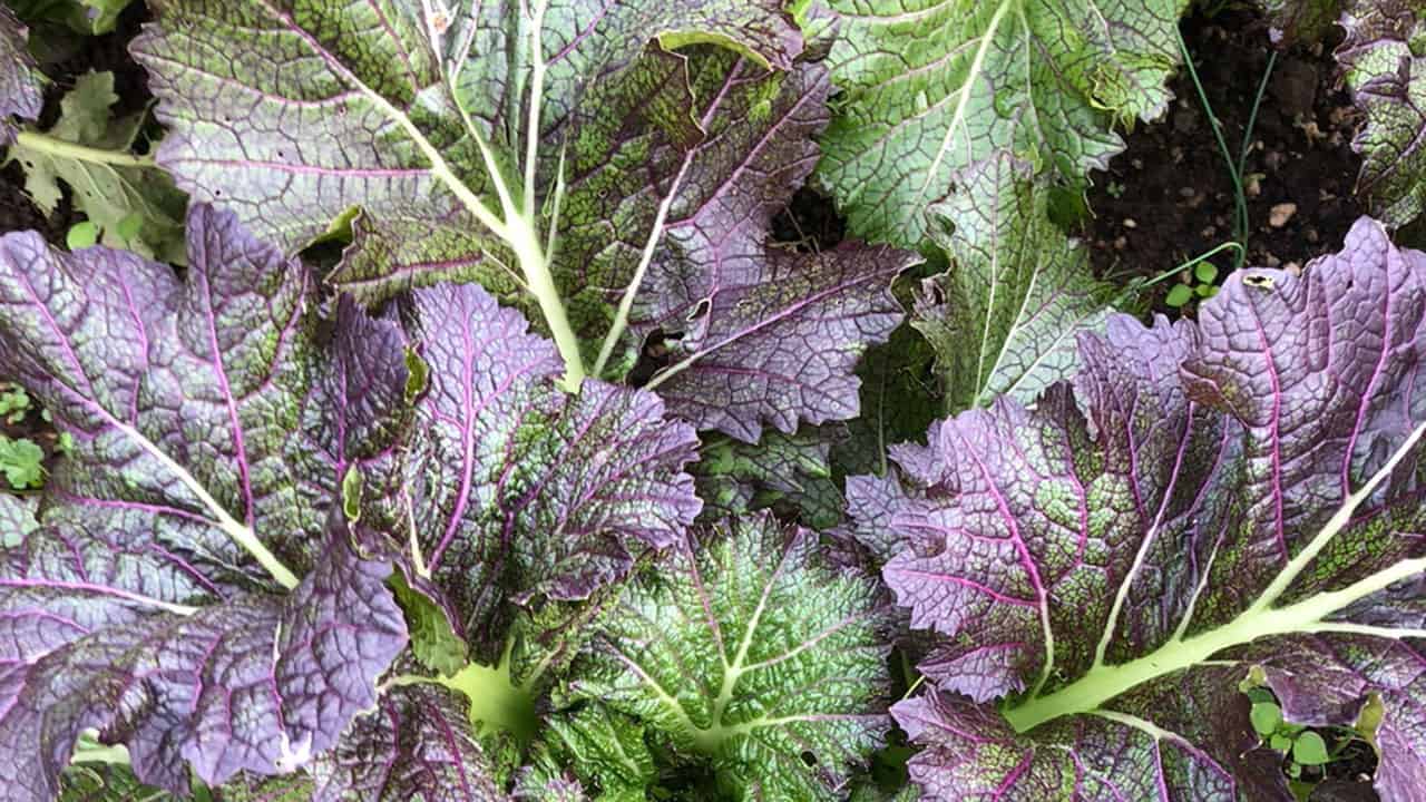 Dragon's Tongue Mustard Greens