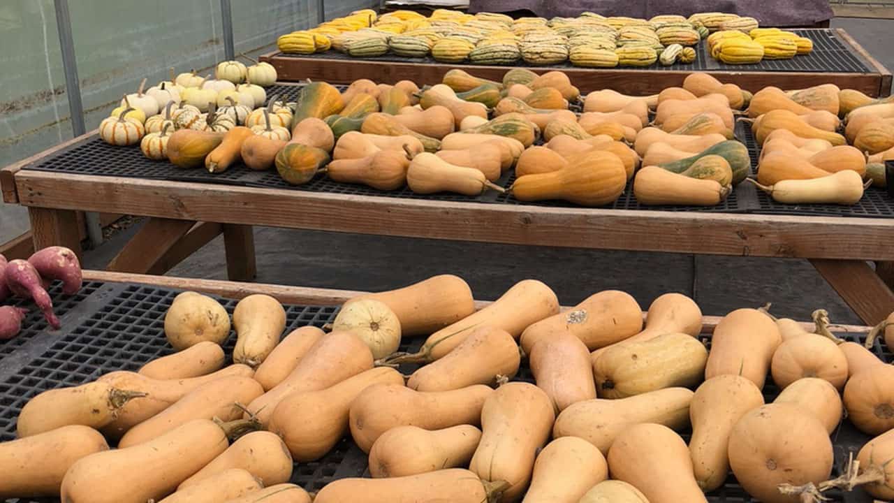 Winter Squashes And Sweet Potatoes