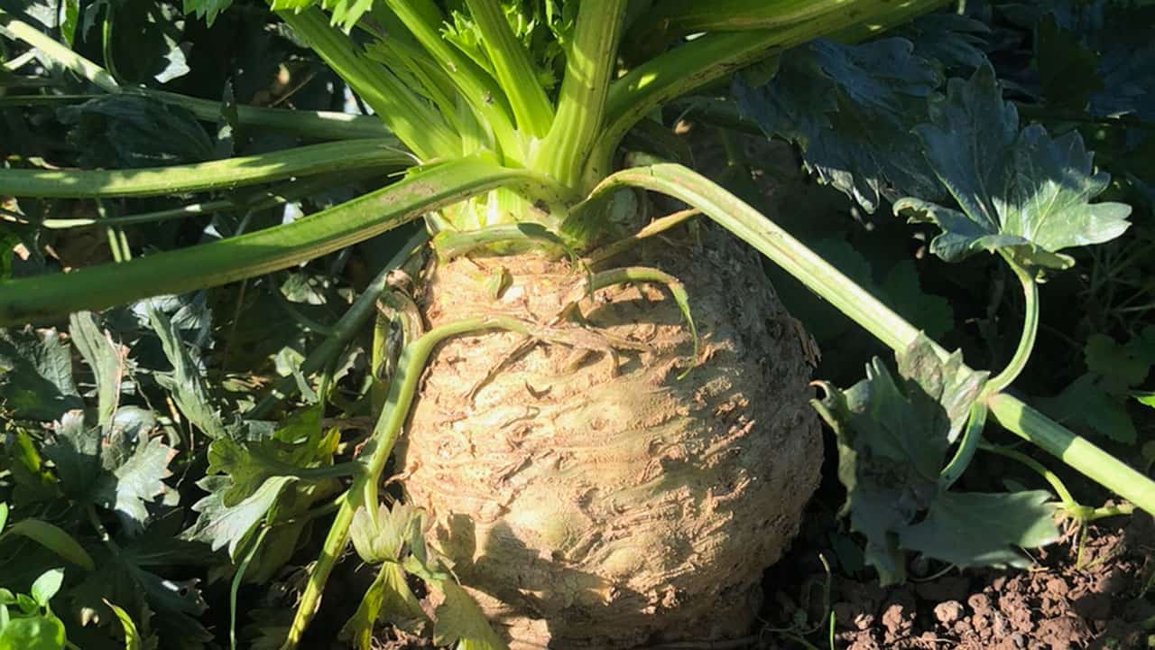 Celeriac