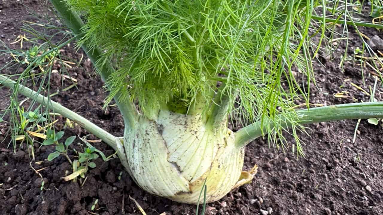 Chef's Garden Fennel Bulb