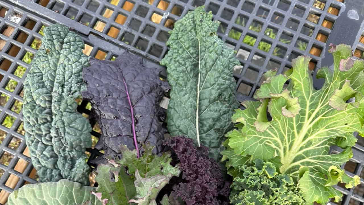 Chefs Garden Winter Kale