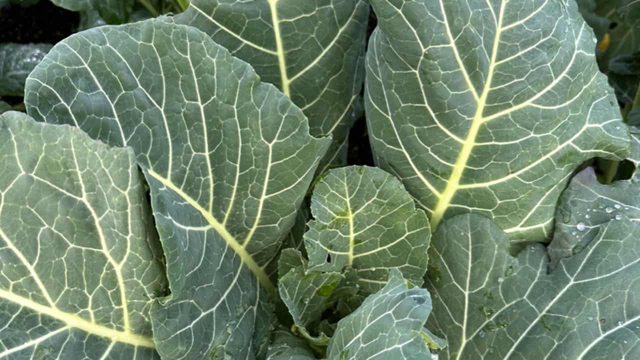 Chef's Garden Leafy Greens