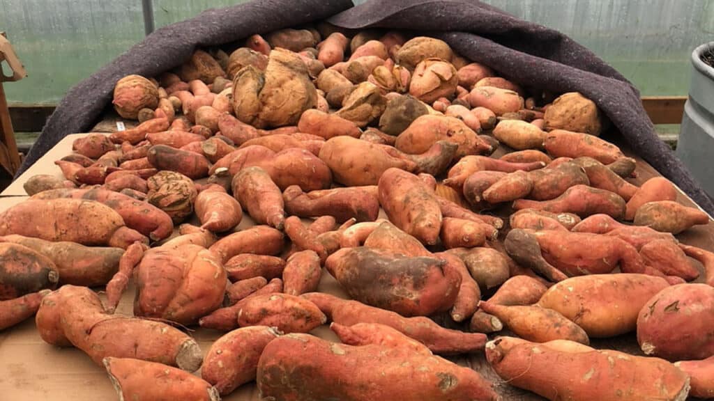 Sweet Potatoes