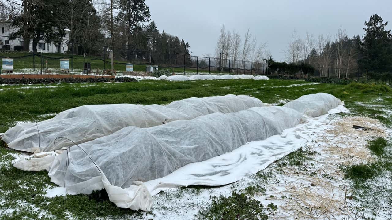 Chefs Garden Rows Of Celeriac Covered With A Frost Blanket