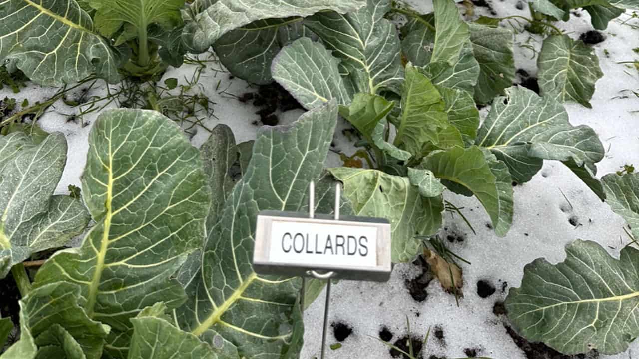 Chefs Garden Collards In Winter Snow