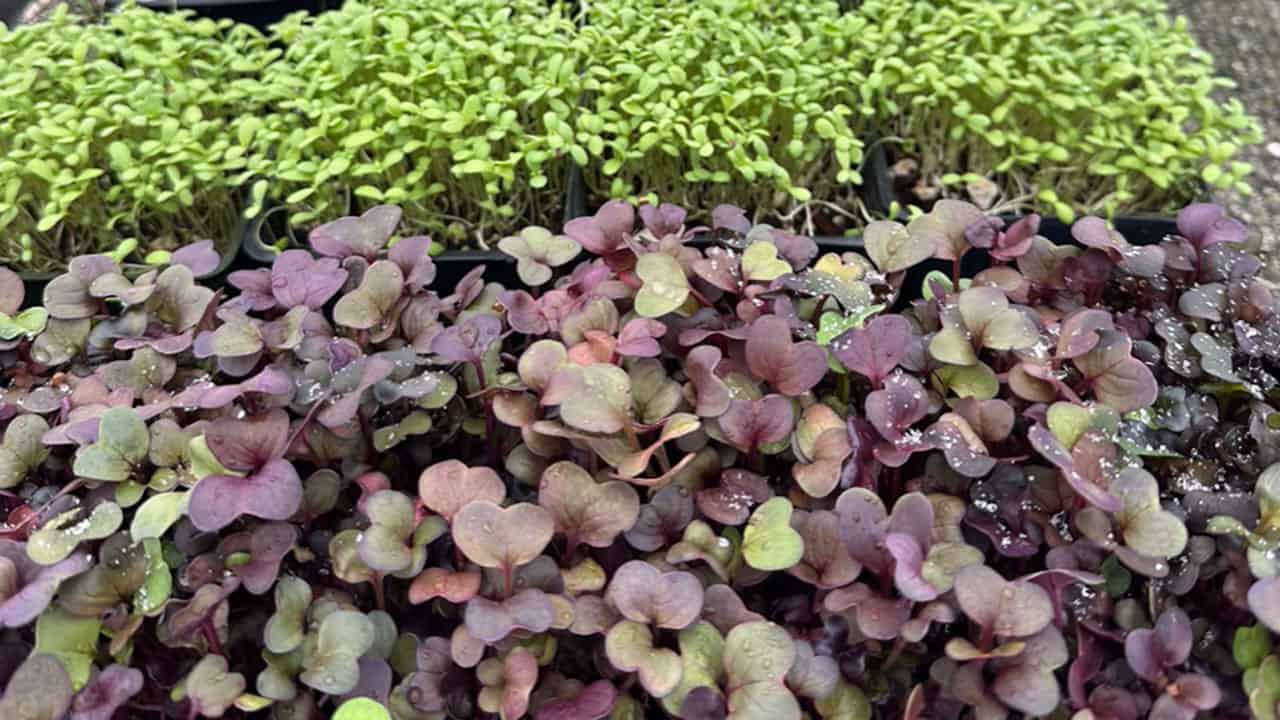 Chefs Garden Micro-greens