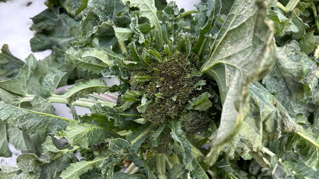 Chefs Garden Over-wintered Broccoli