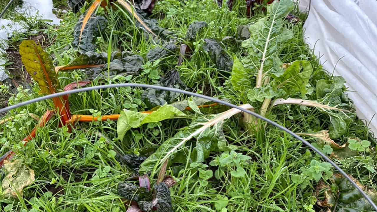 Chefs Garden Swiss Chard After Winter Freeze