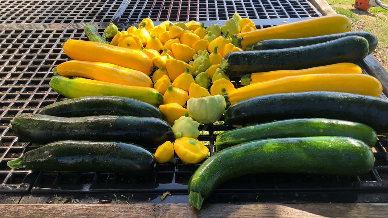 Zucchini and Yellow Squash in Chefs Garden