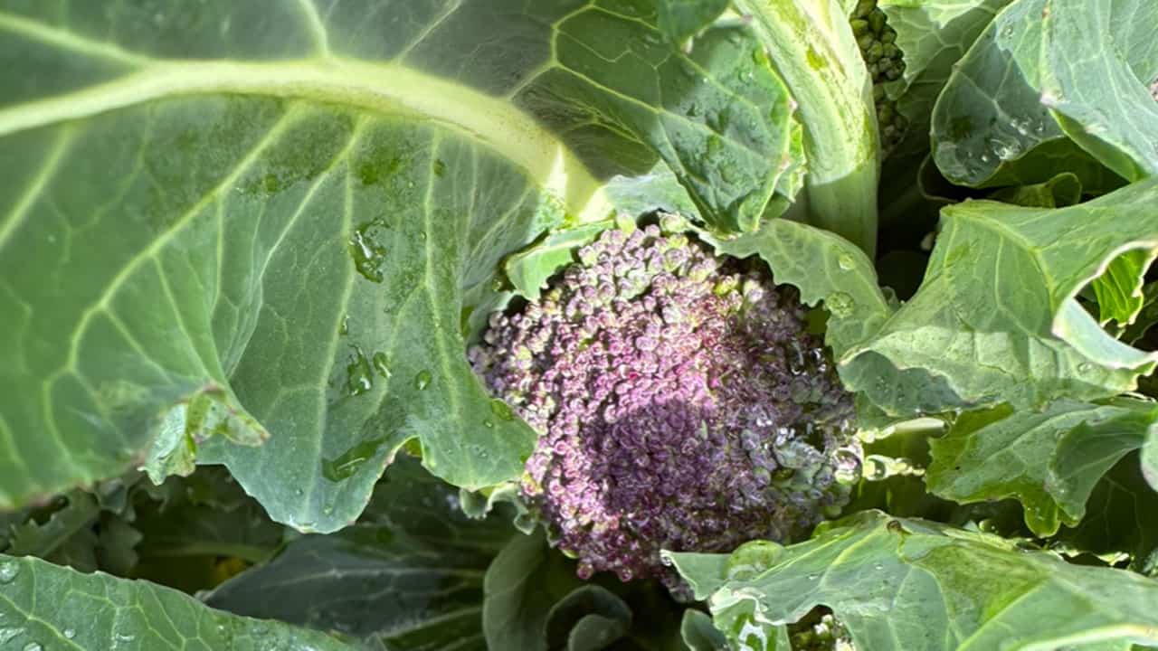 Chefs Garden Overwintering Broccoli