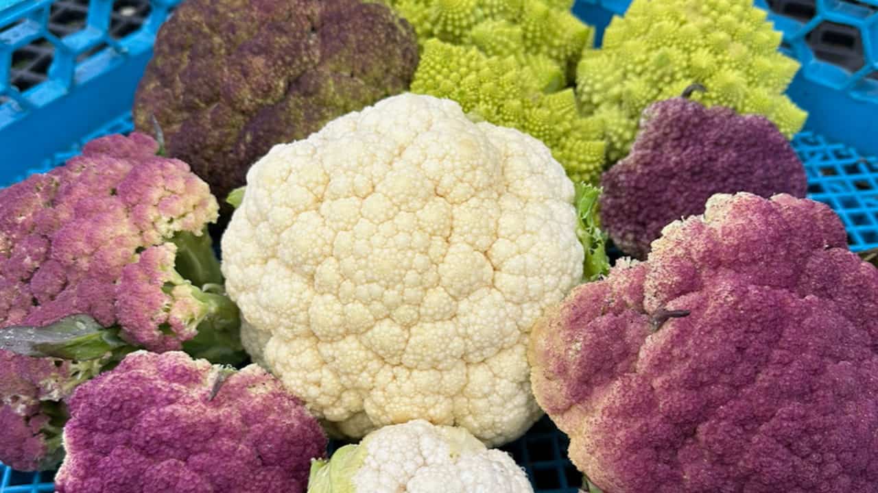 Chefs Garden Fall Cauliflower Winter Harvest