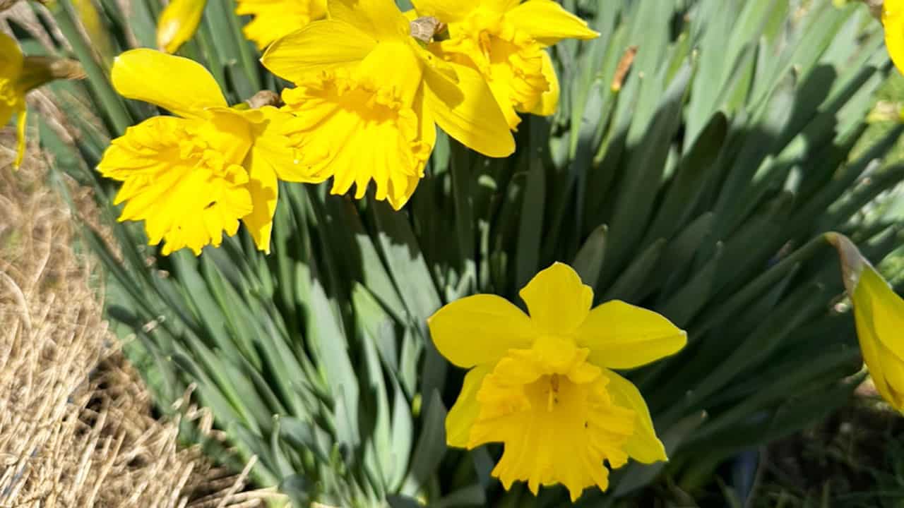 Chefs Garden Daffodils