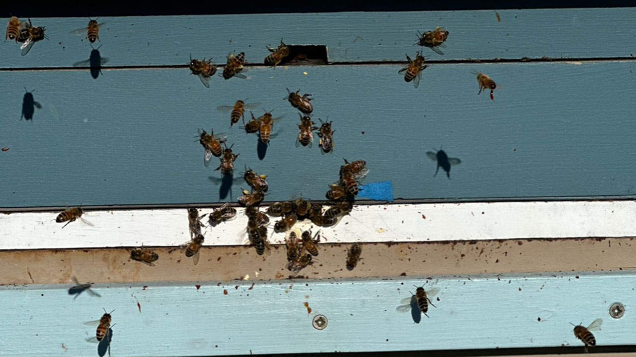 Chefs Garden Honey Bees