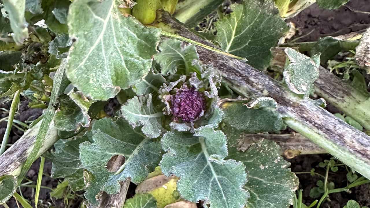 Chefs Garden Over-wintered Broccoli