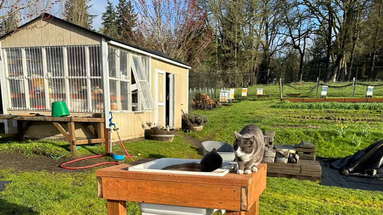 Garden Cats Inspecting Greens Bubbler