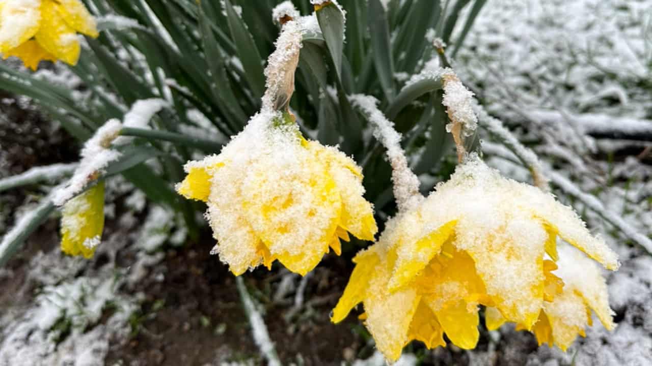 Chefs Garden Icy Daffodils