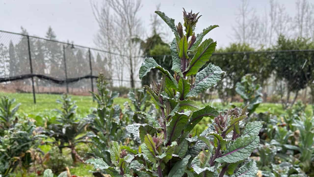 Chefs Garden Sprouting Kale