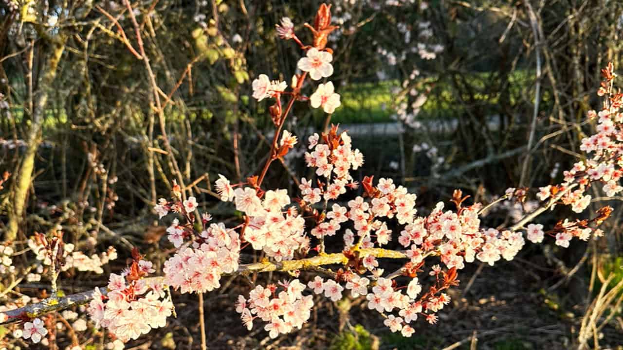Chefs Garden Spring Plum Blossoms
