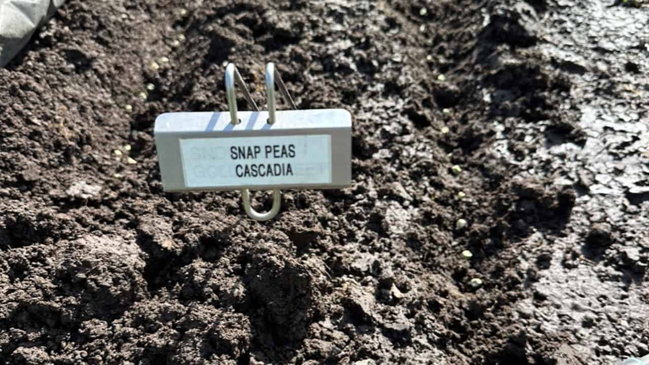 Planting Snap Peas In Chefs Garden