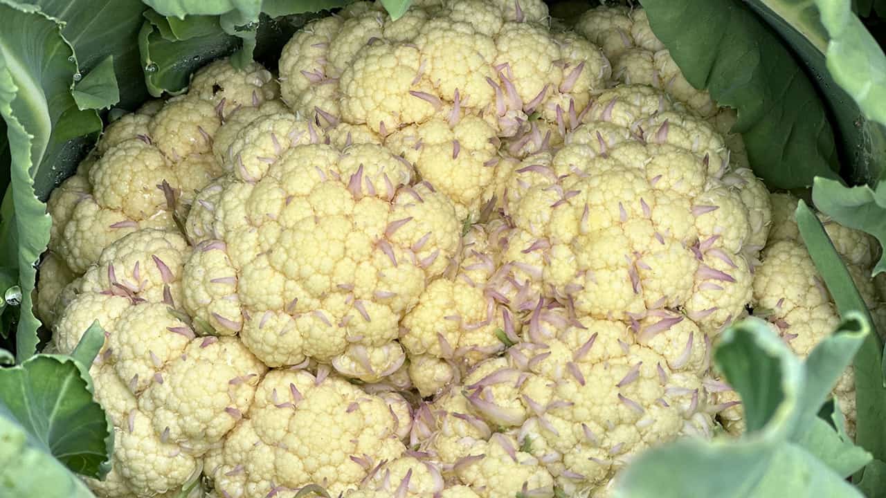 Cauliflower Heads